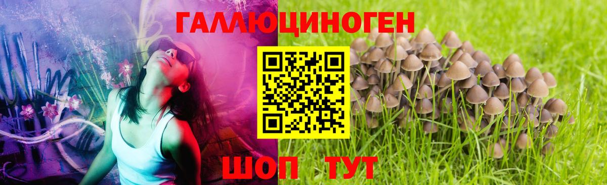 Псилоцибиновые грибы Psilocybine cubensis  Вход с VPN  Саяногорск 